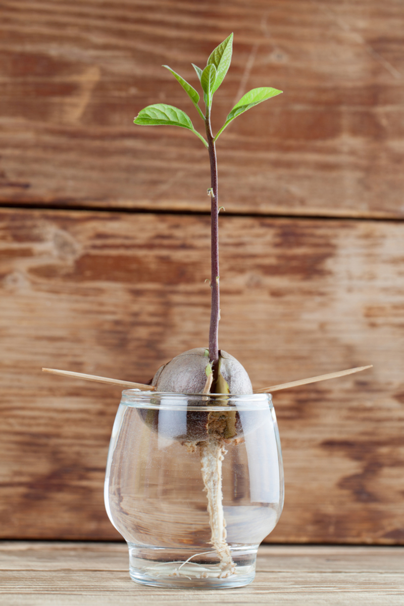 How to Grow a Lovely Avocado Plant with Minimal Effort | Shutterstock