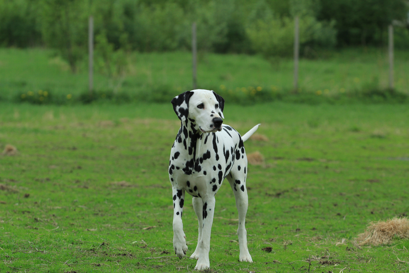Dalmatian | 4ndr344/Shutterstock