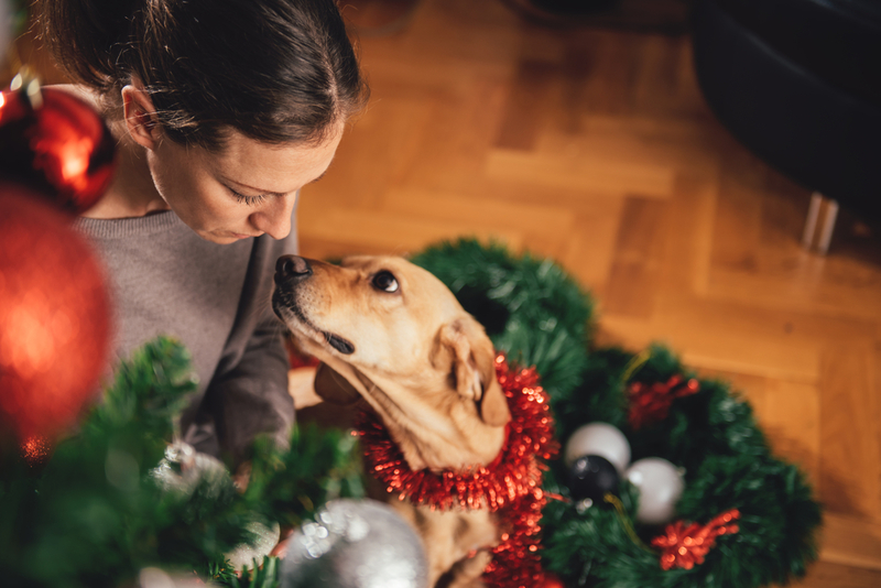 Dogs Can Help Diabetic Patients | Zivica Kerkez/Shutterstock 