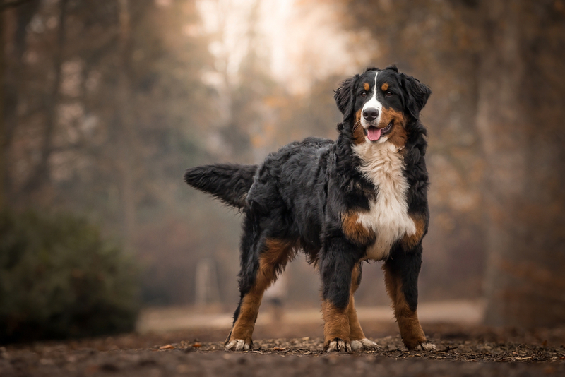 Bernese Mountain Dog | xkunclova/Shutterstock 