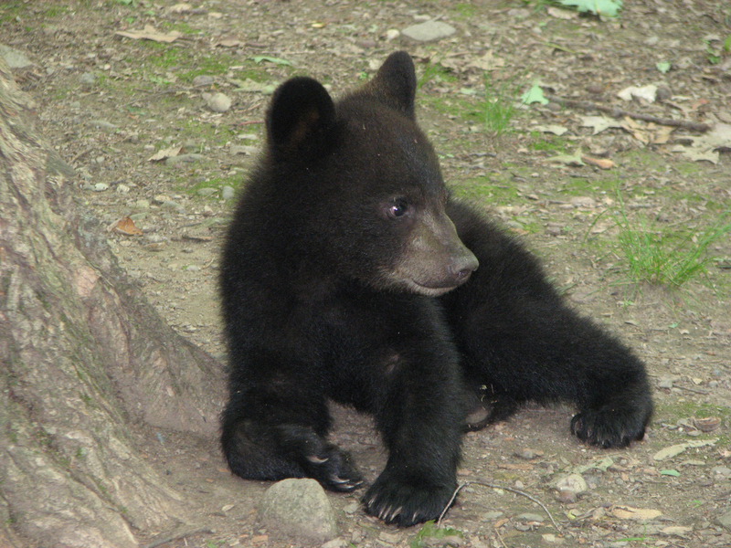 Baby Bear | Susan Kehoe/Shutterstock 