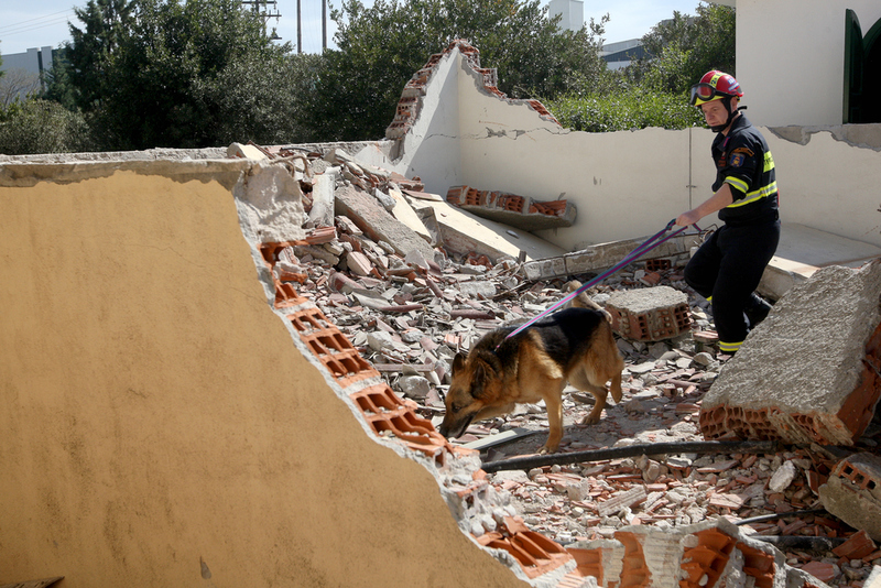 Dogs Are Often Sent to Disaster Sights In Search of Victims and Survivors | Ververidis Vasilis/Shutterstock 