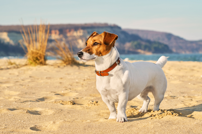 Jack Russell Terrier | Maryshot/Shutterstock 