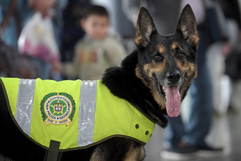 This Colombian German Shepherd Helped Get More Than 200 Drug Traffickers Arrested | Getty Images Photo by Raul ARBOLEDA/AFP