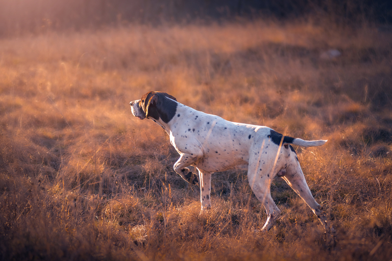 Bird-Hunting Dogs Are Used to Save New Zealand's Native Bird Population | Drazen Boskic PHOTO/Shutterstock 