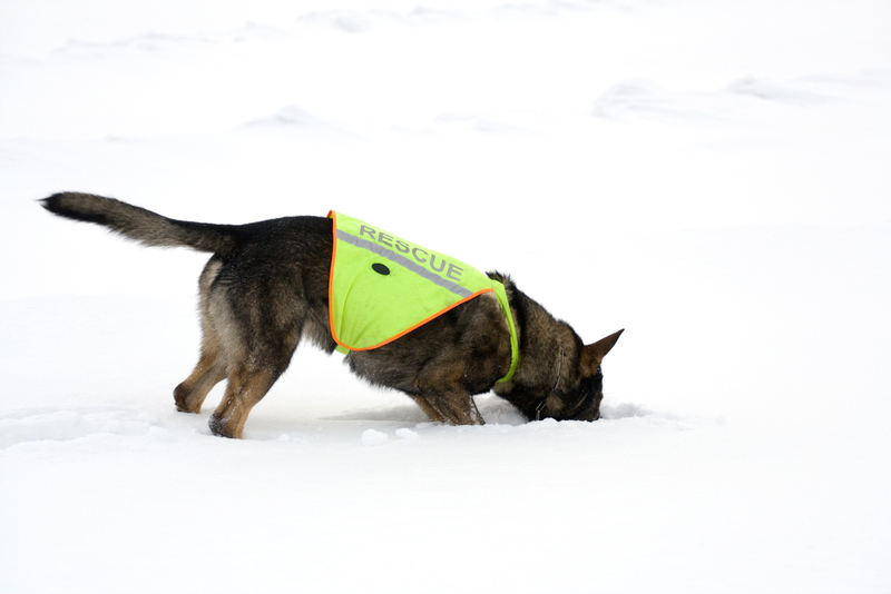 This Dog Squad Rescues People | Nikolai Tsvetkov/Shutterstock 