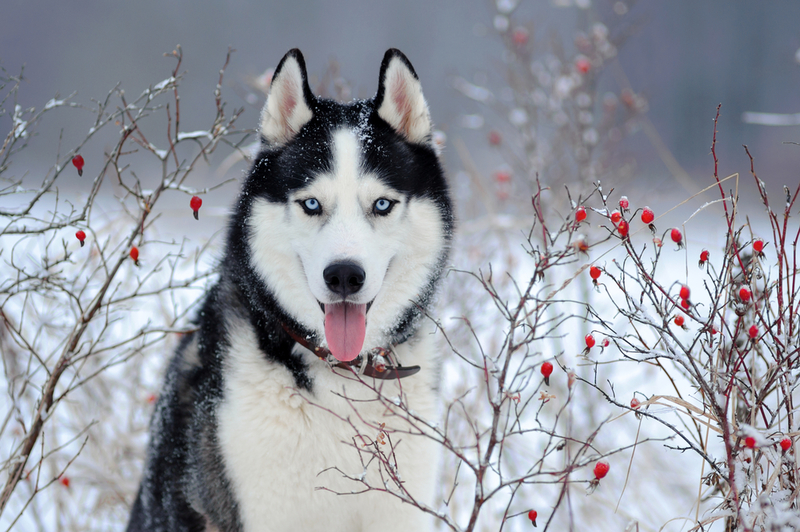 Alaskan Husky | Sergey Bogdanov/Shutterstock 