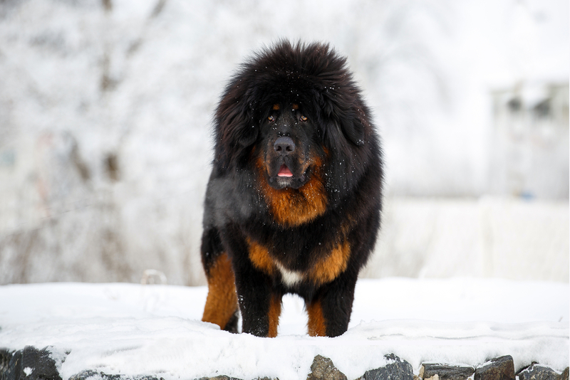 Tibetan Mastiff | Tatyana Kuznetsova/Shutterstock 